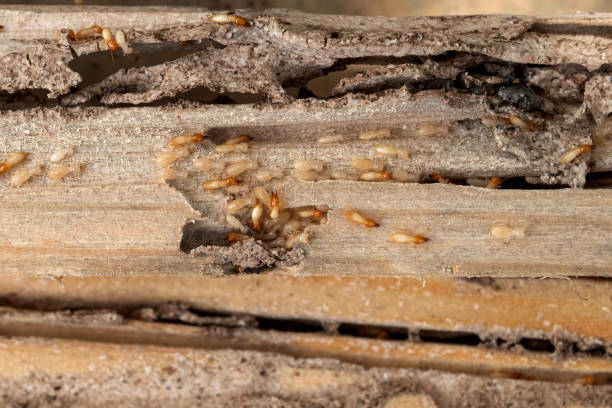 Best Wildlife Control Services  in Guin, AL